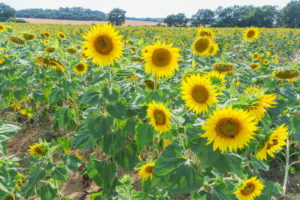 Sunflowers, Alpes de Haute Provence, Provence, France, Europe Sunflowers, Alpes de Haute Provence, Provence, France, Europe